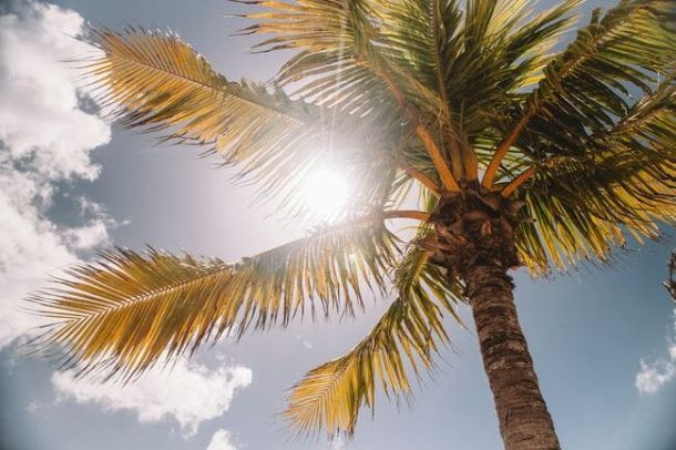 Il sole tra le palme