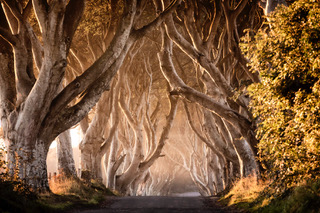 Alberi Game of Thrones