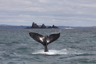 Animali Whale Watching