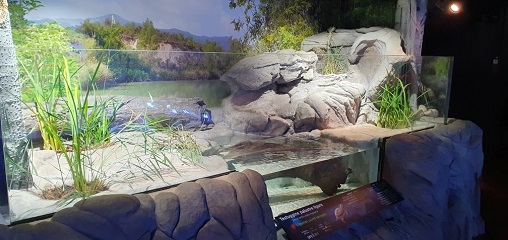 Acqua terrario testuggine palustre
