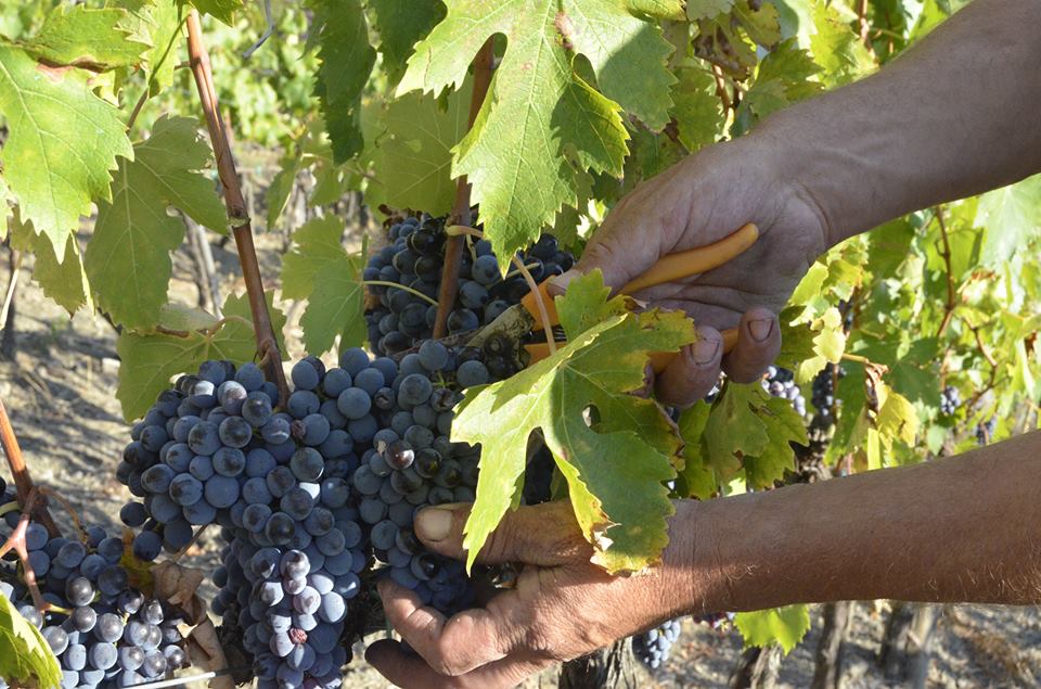 orcia vendemmia 2017 sangiovese