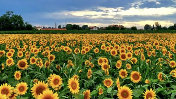 A due passi da Milano c'è un enorme campo di girasoli. Quando visitarlo, orari e costi
